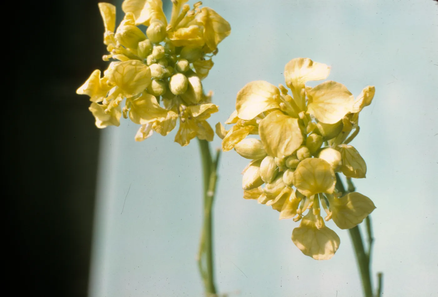 Brassica geniculata