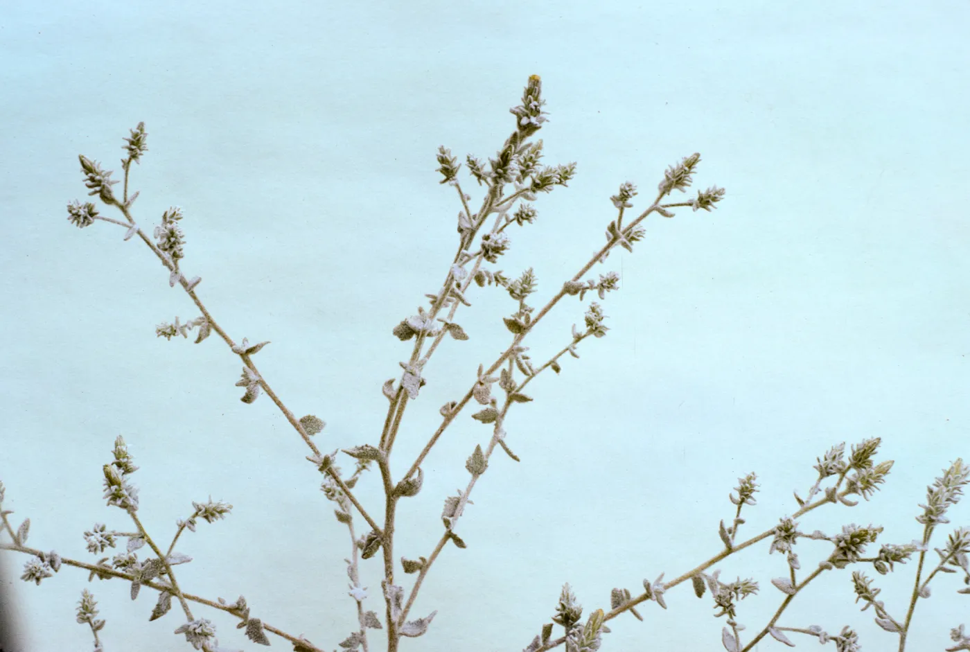Brickellia nevinii