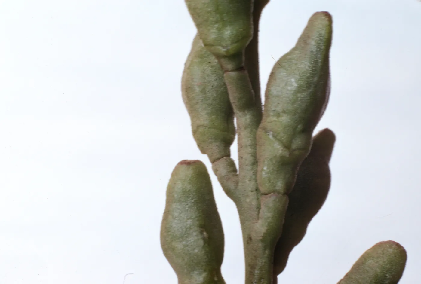 Cakile maritima fruits