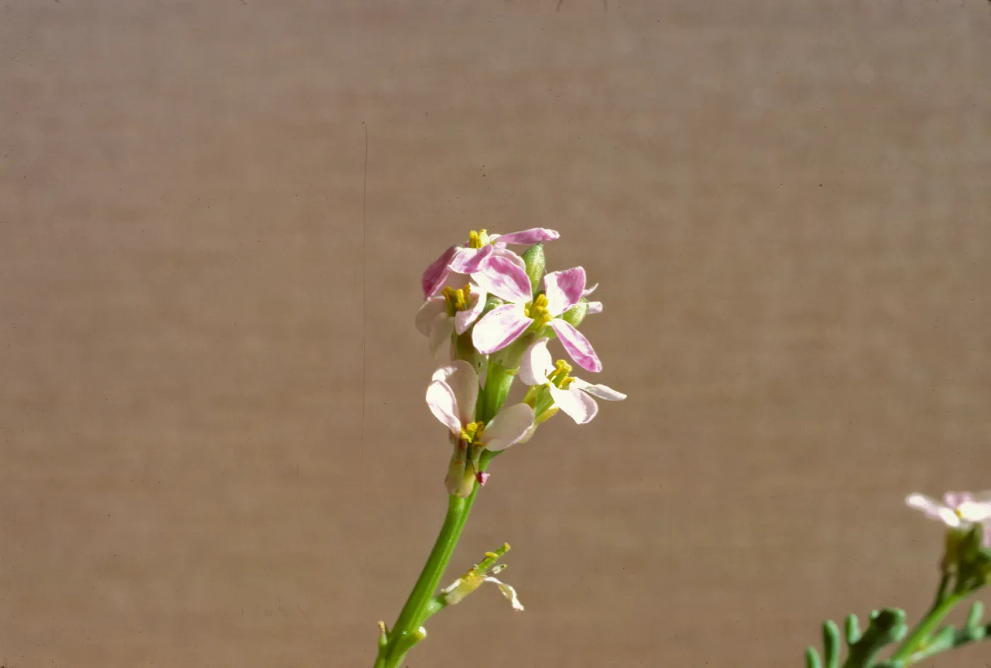 Cakile maritima