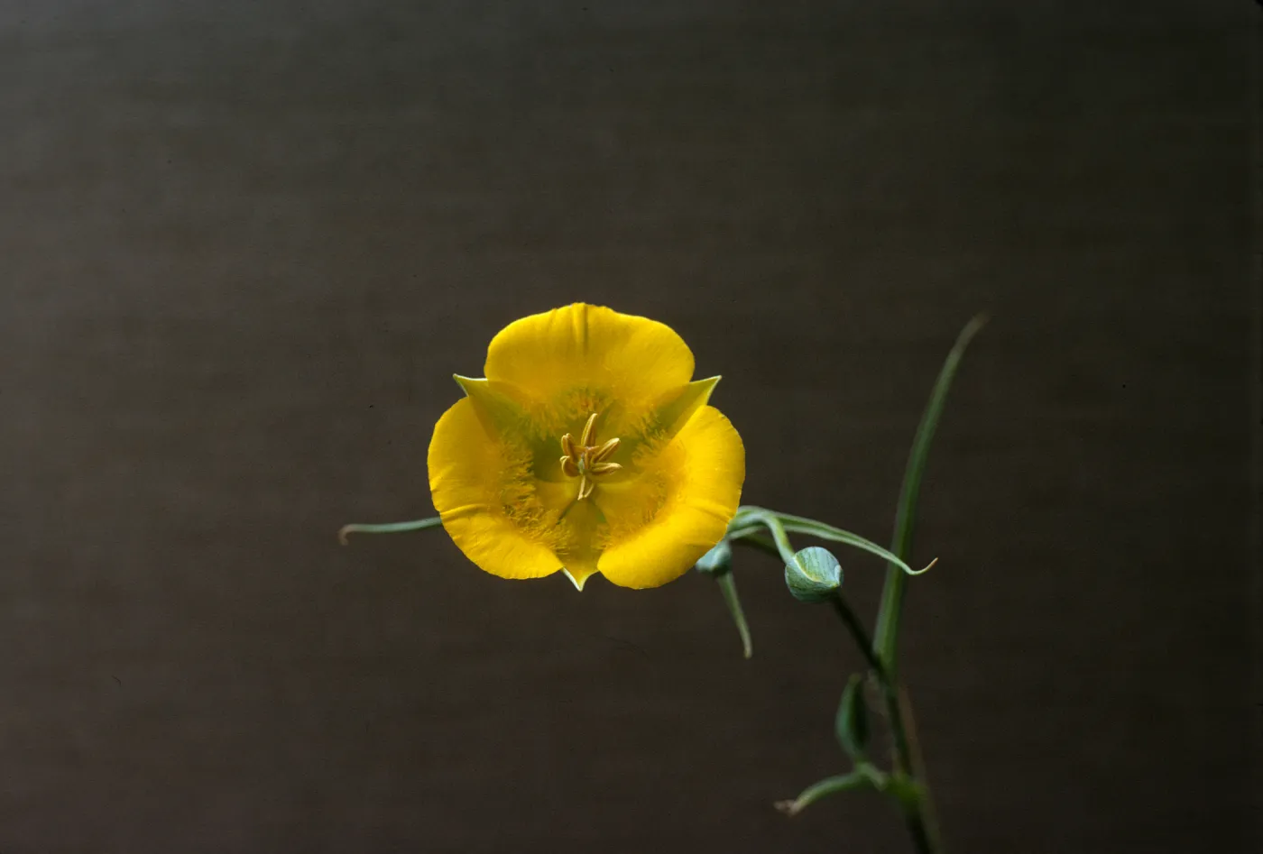 Calochortus clavatus