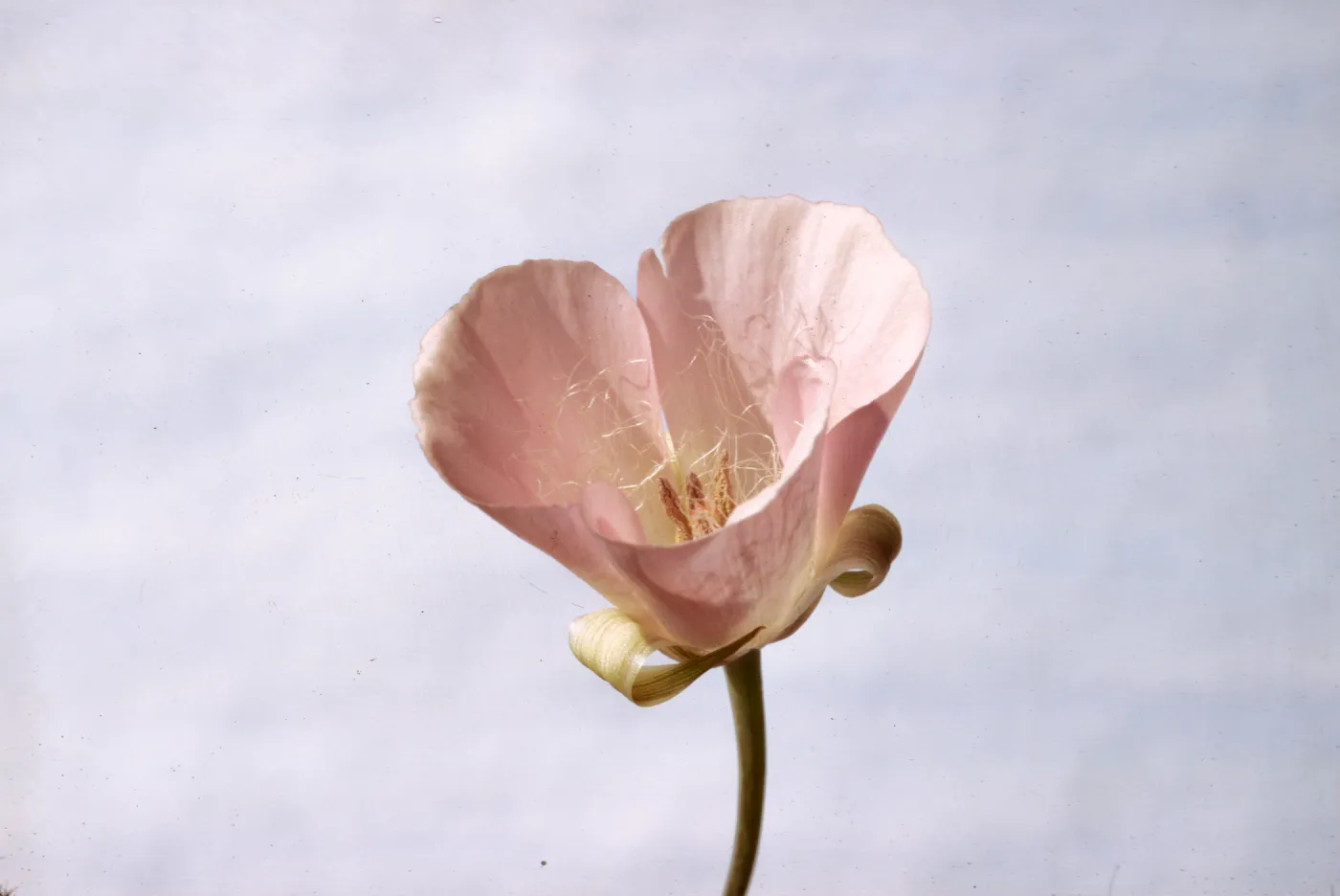 Calochortus splendens