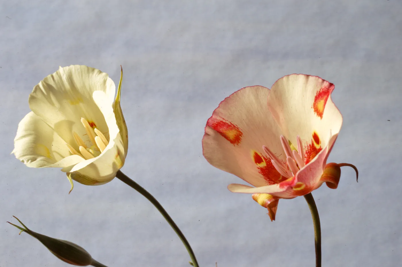 Calochortus venustus