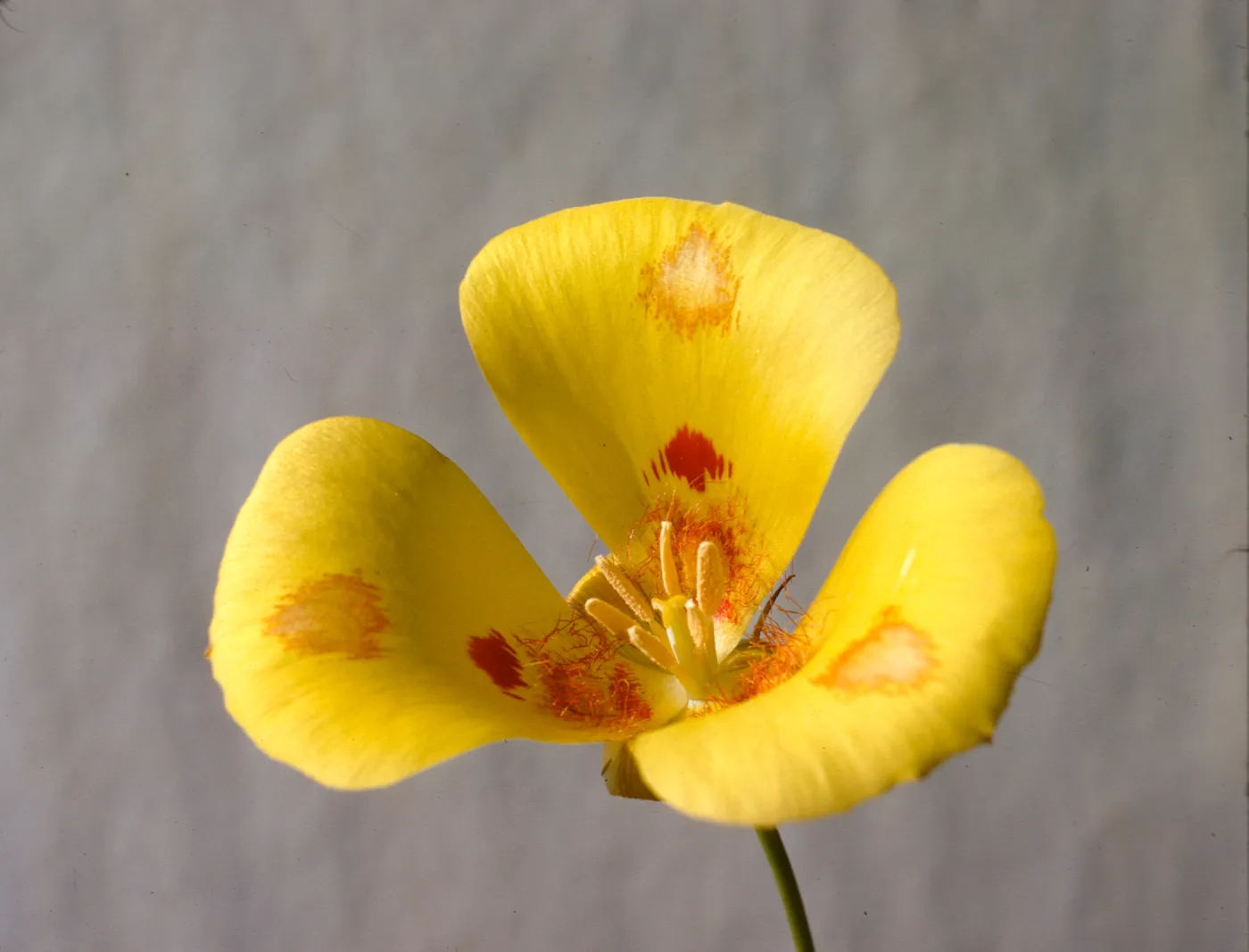 Calochortus venustus