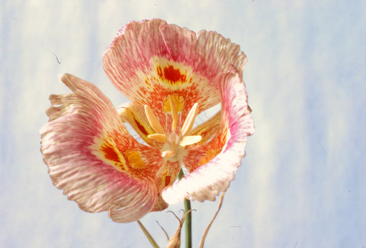 Calochortus venustus