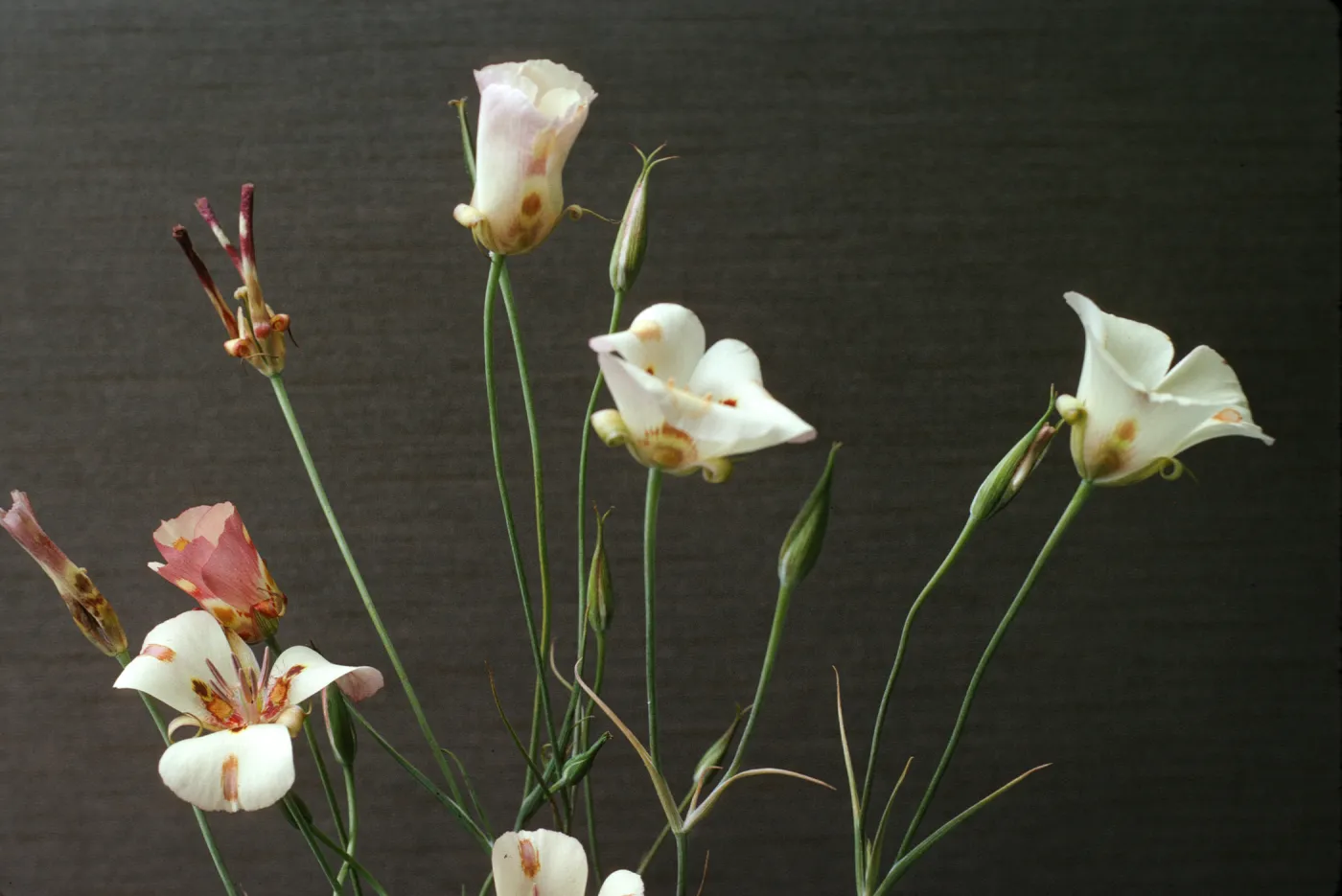 Calochortus venustus