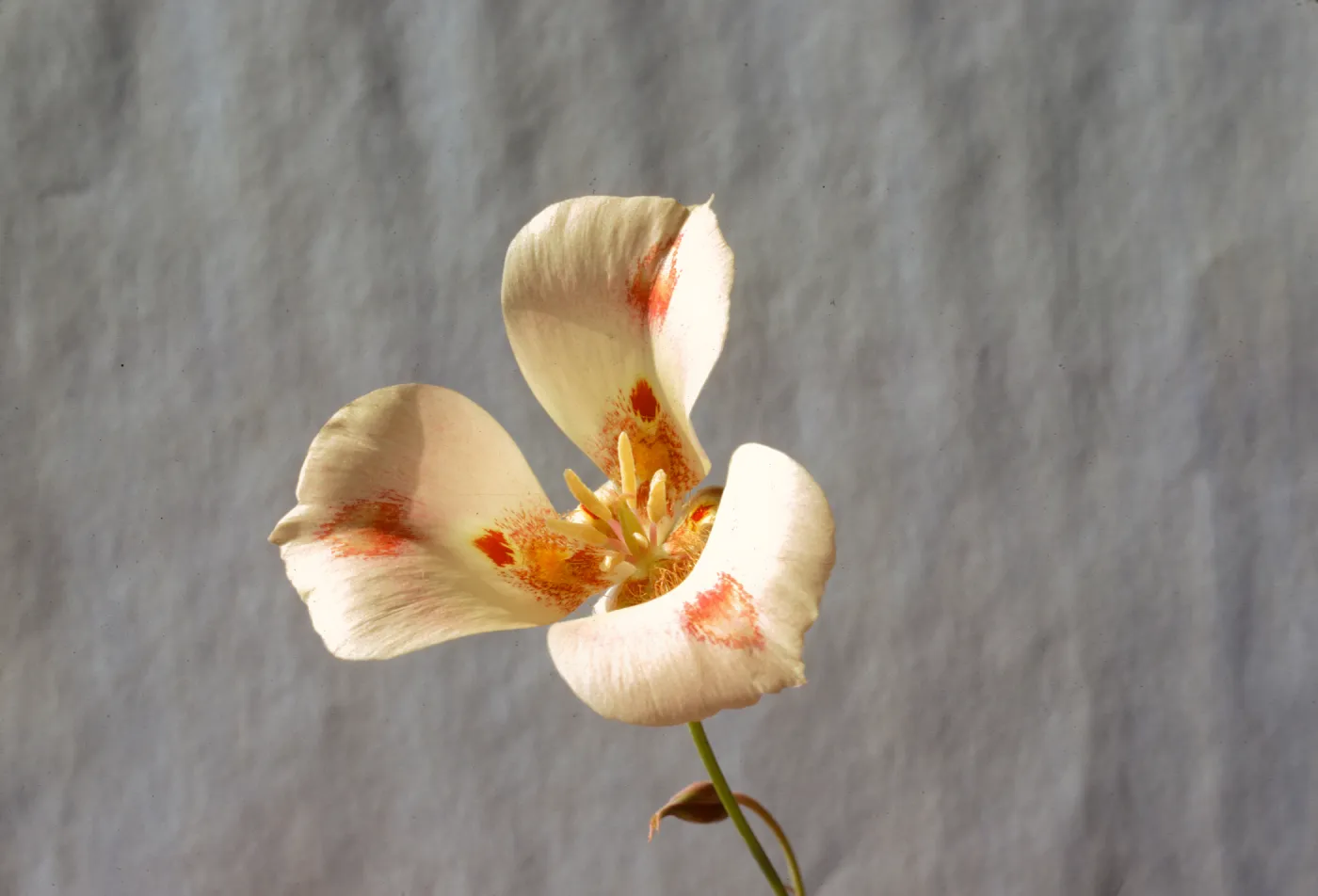 Calochortus venustus