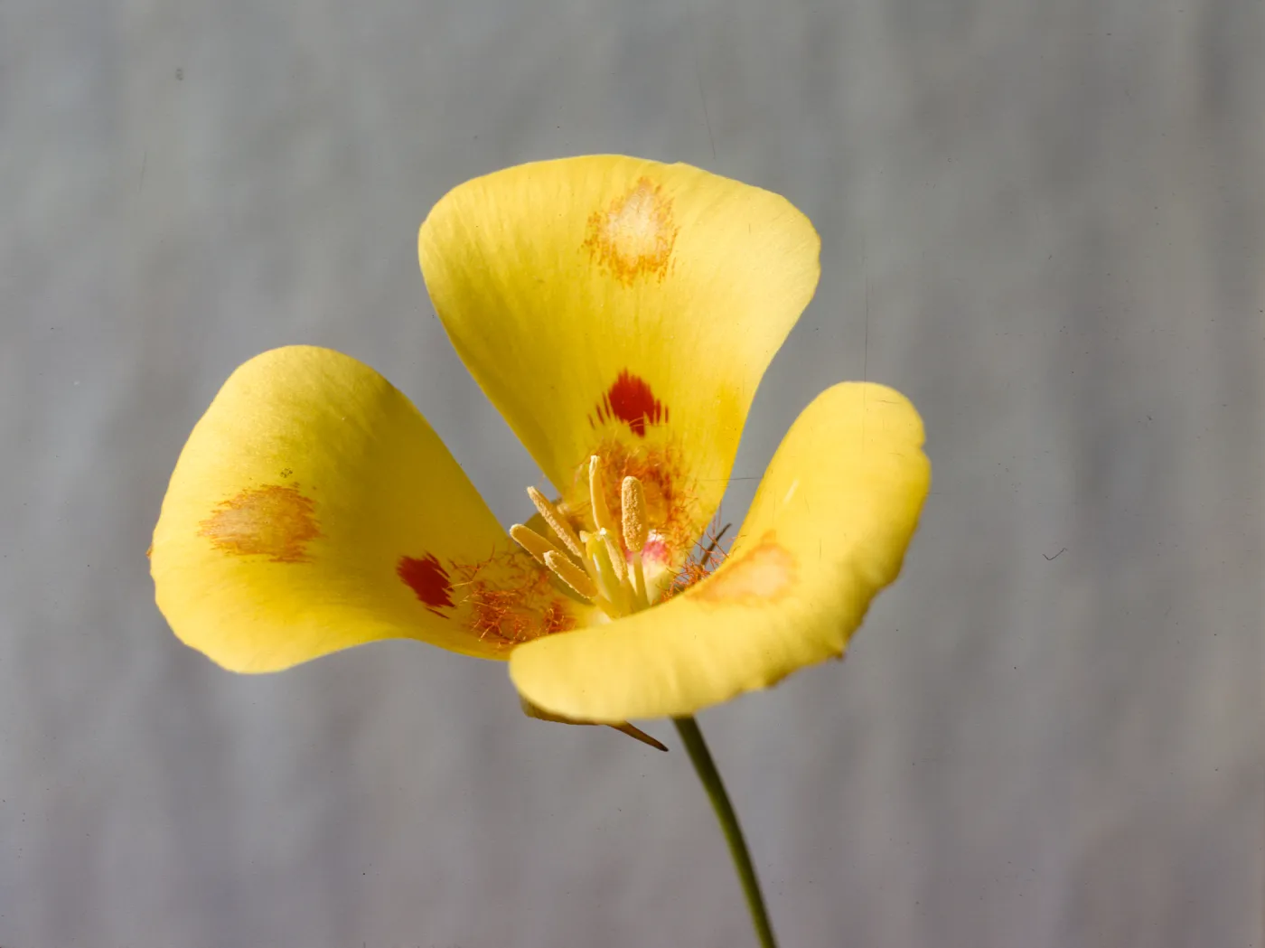 Calochortus venustus