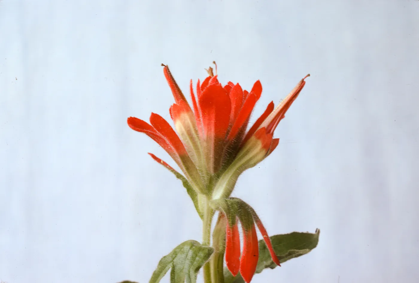 Castilleja martinii 