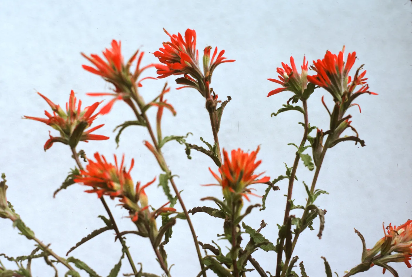 Castilleja applegatei 