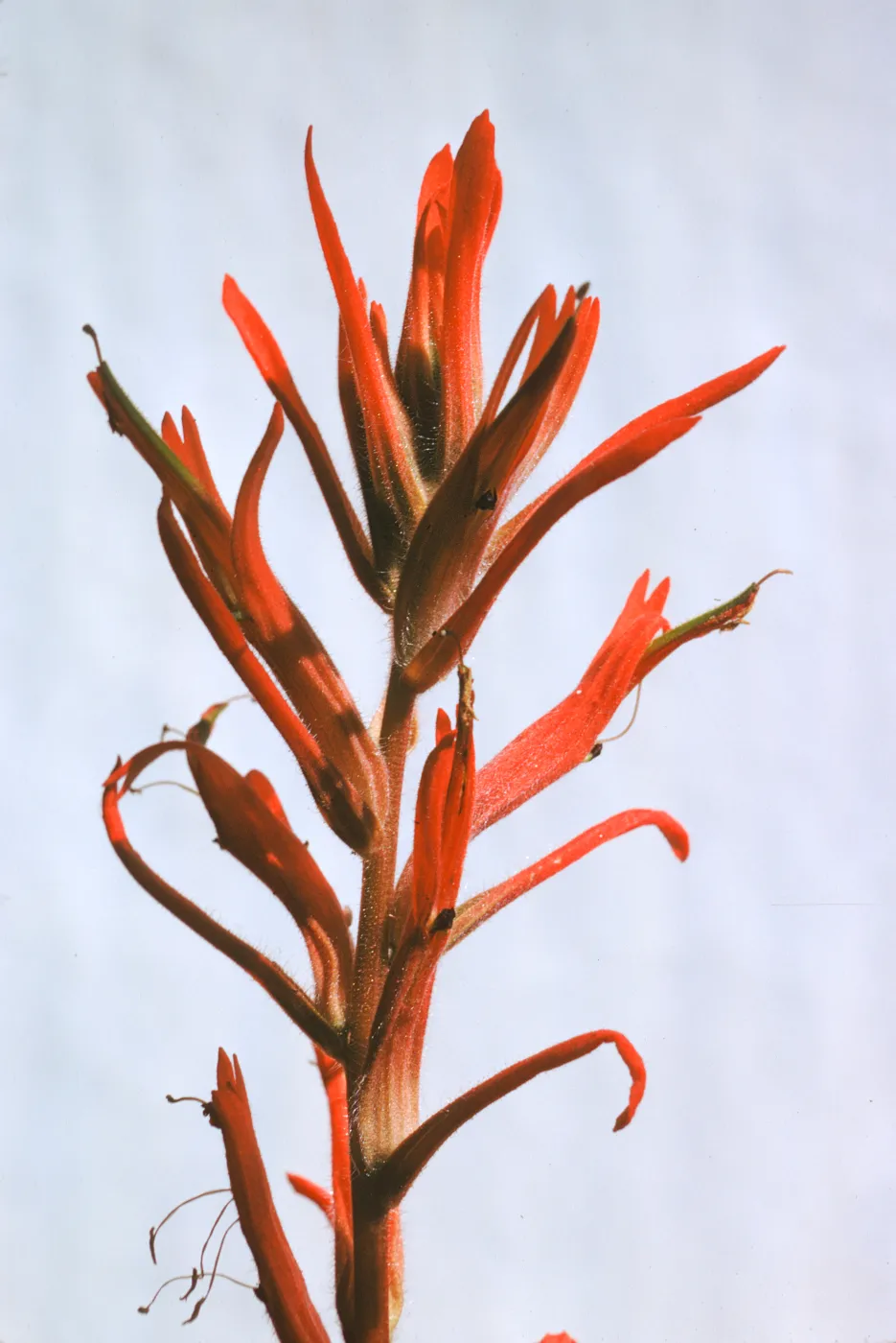 Castilleja jepsonii 