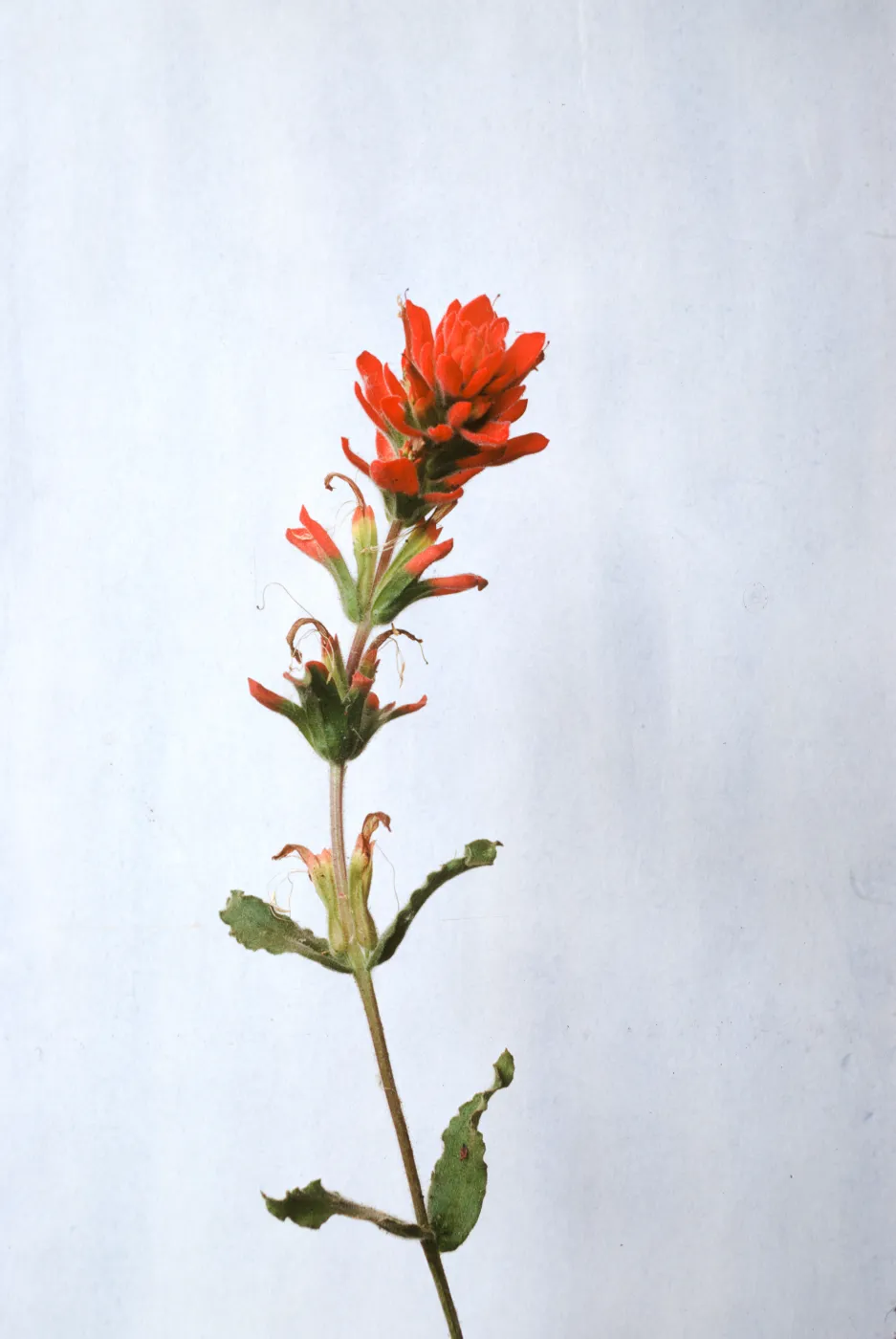 Castilleja martinii 