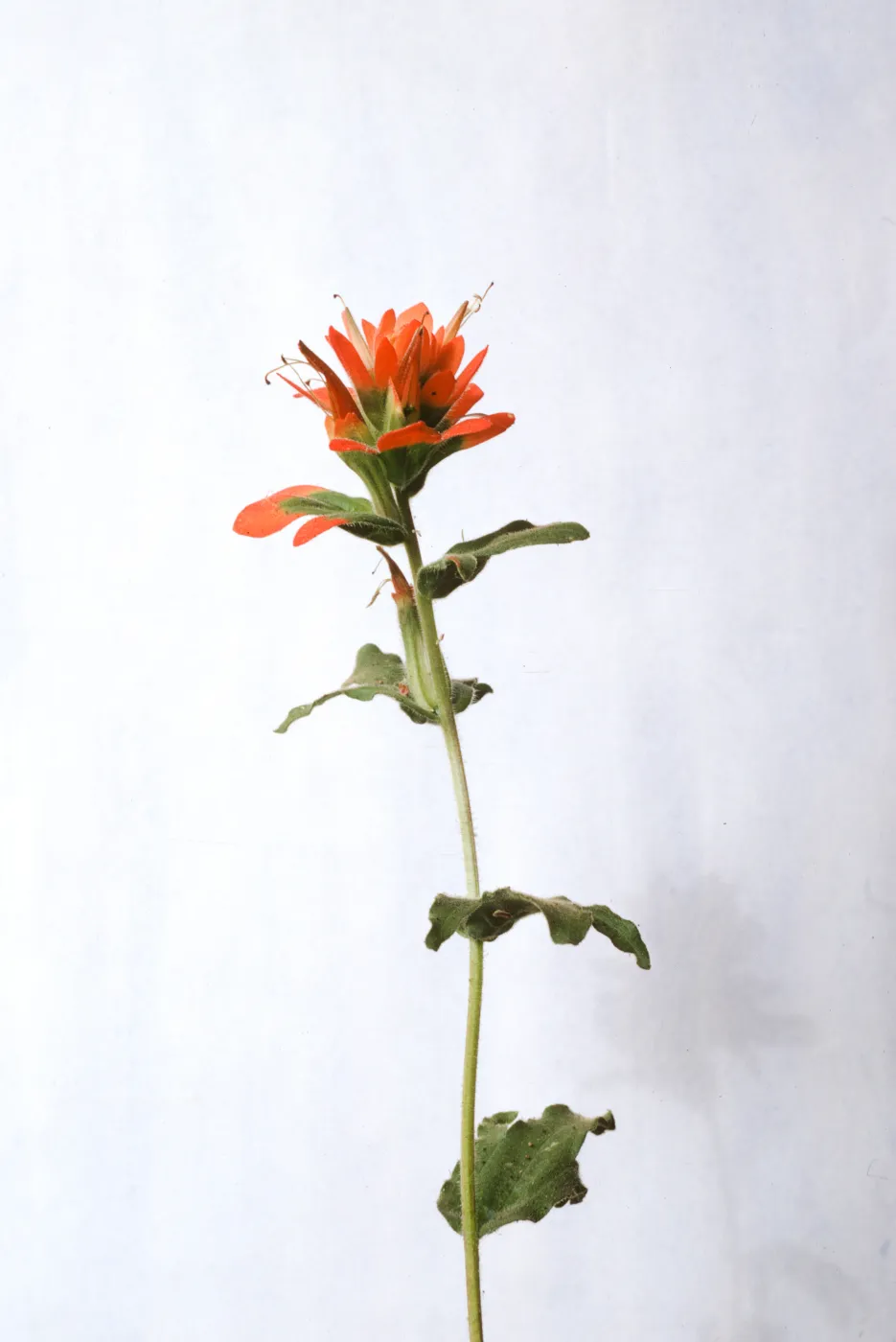 Castilleja martinii 