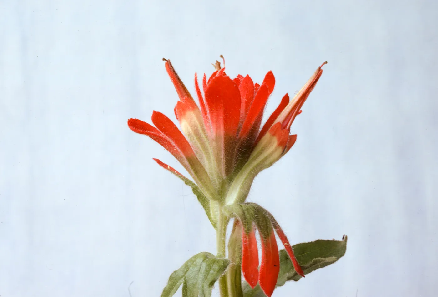 Castilleja martinii-roseana
