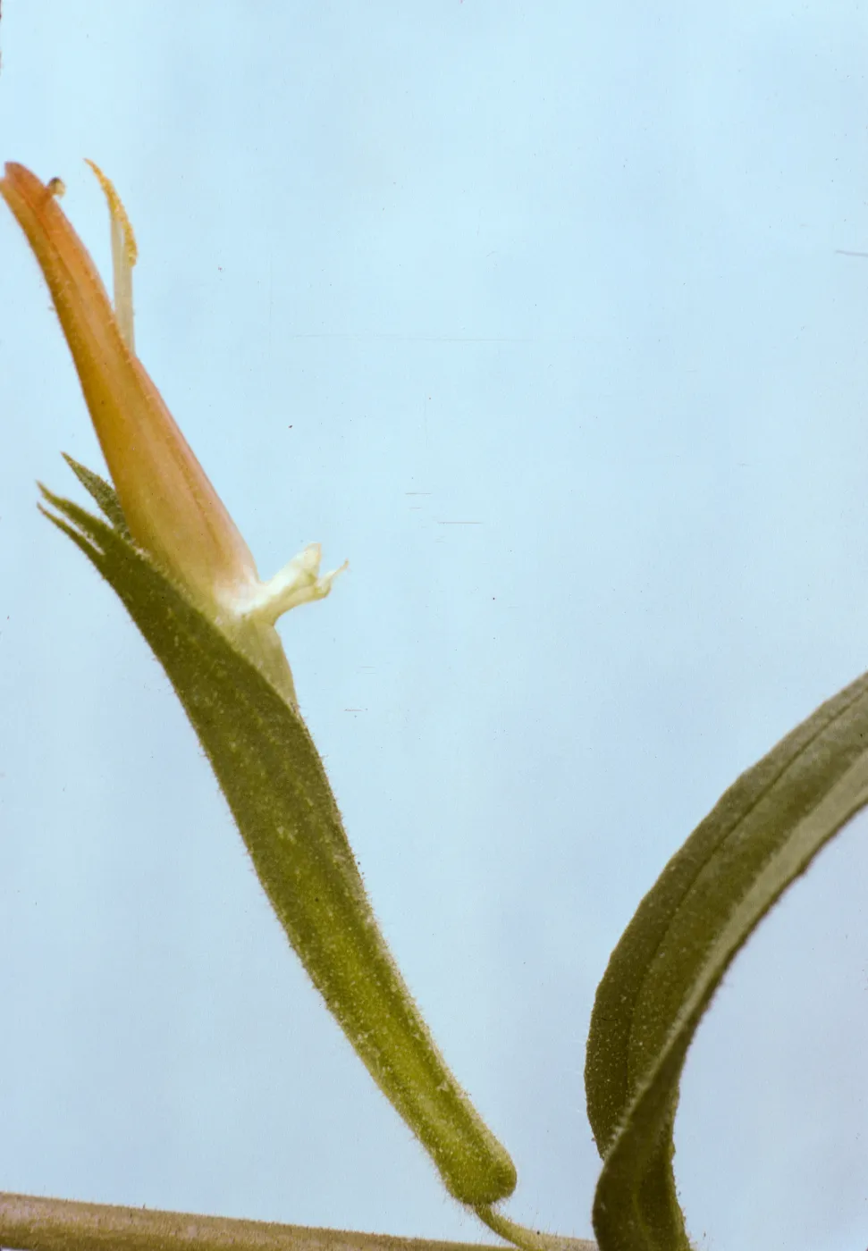 Castilleja stenantha 