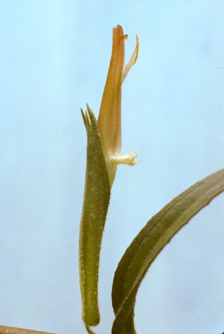 Castilleja stenantha