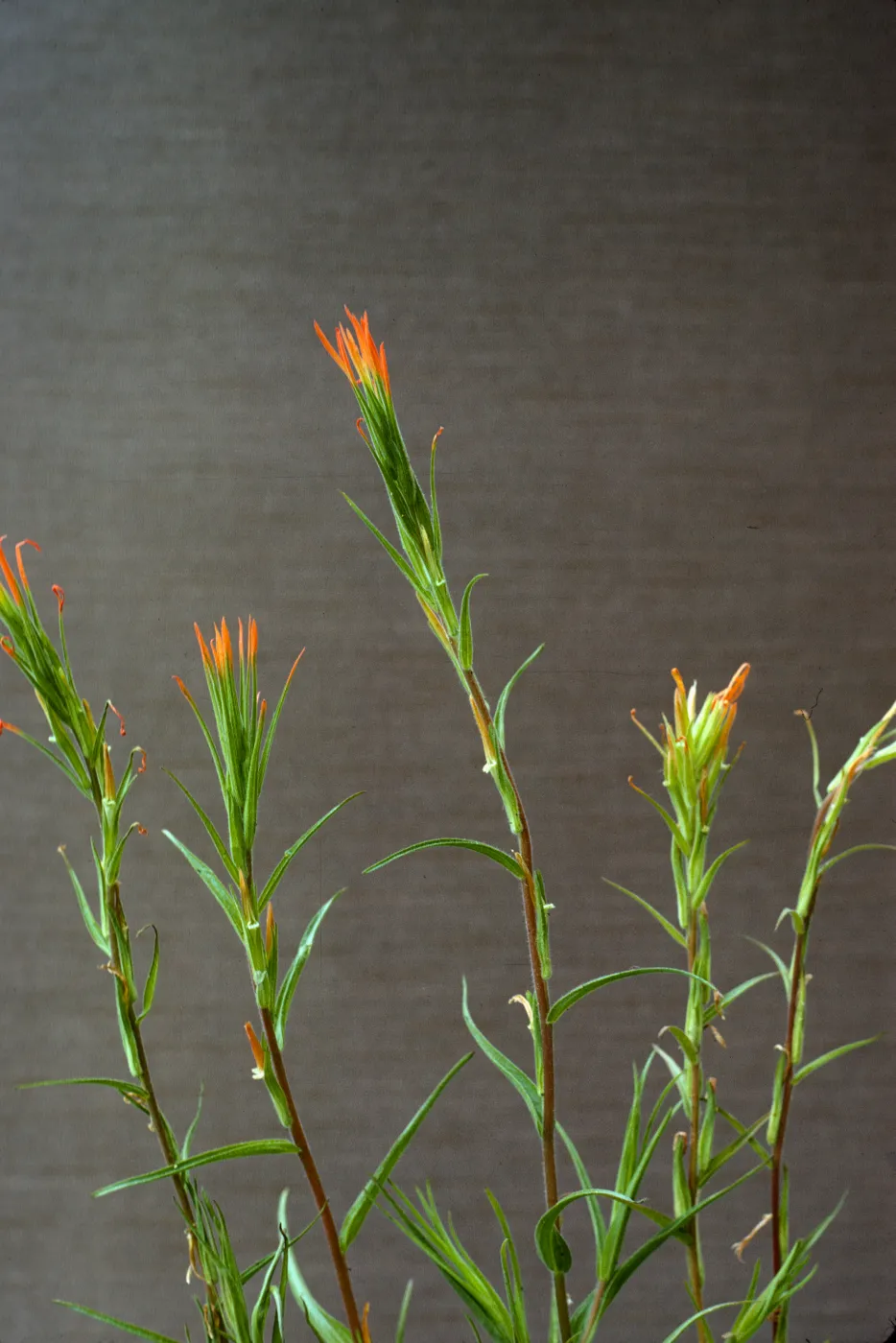 Castilleja stenantha