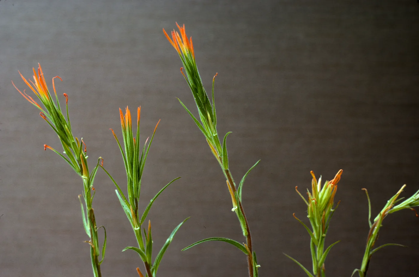 Castilleja stenantha