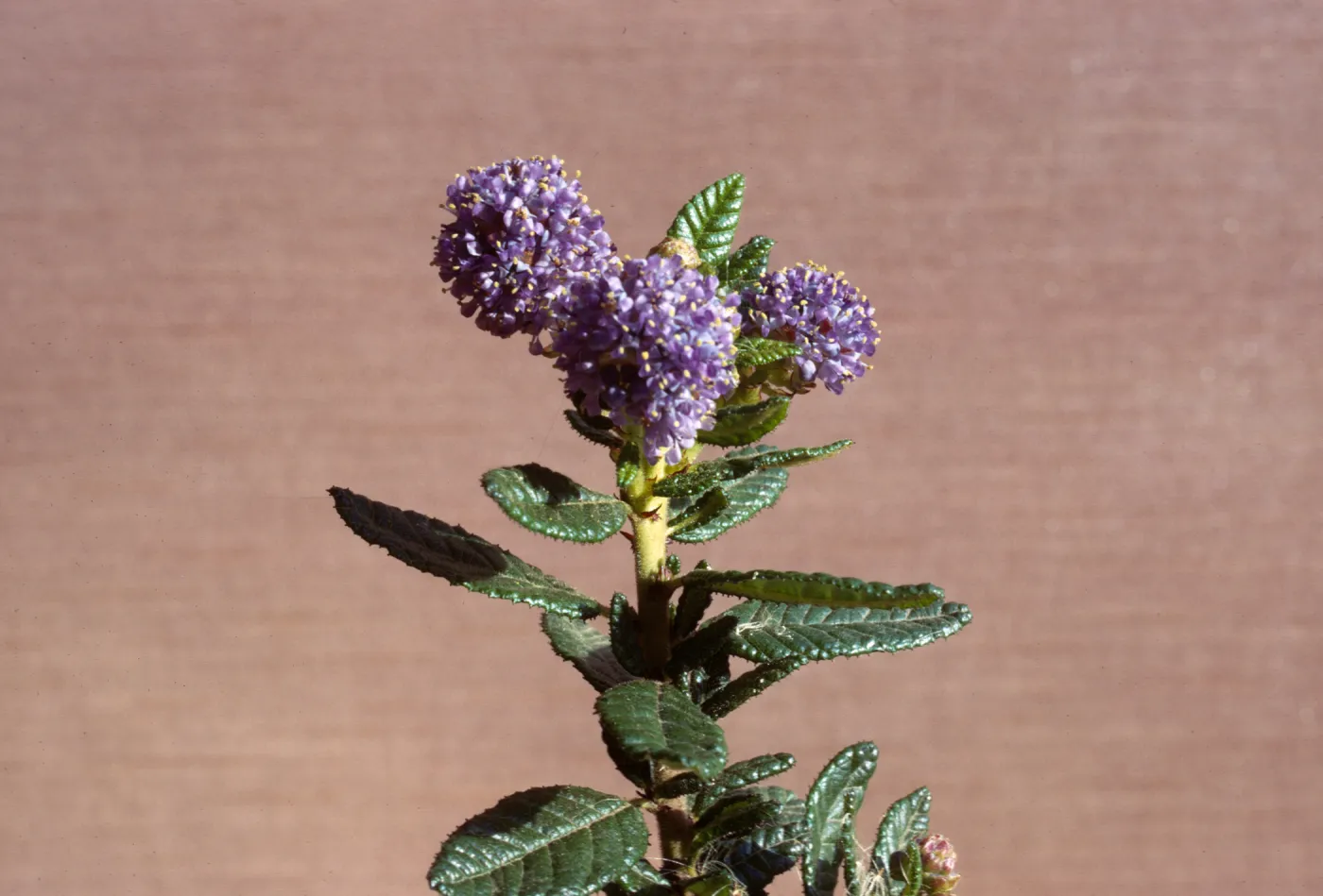 ceanothus 'blue Horizons'
