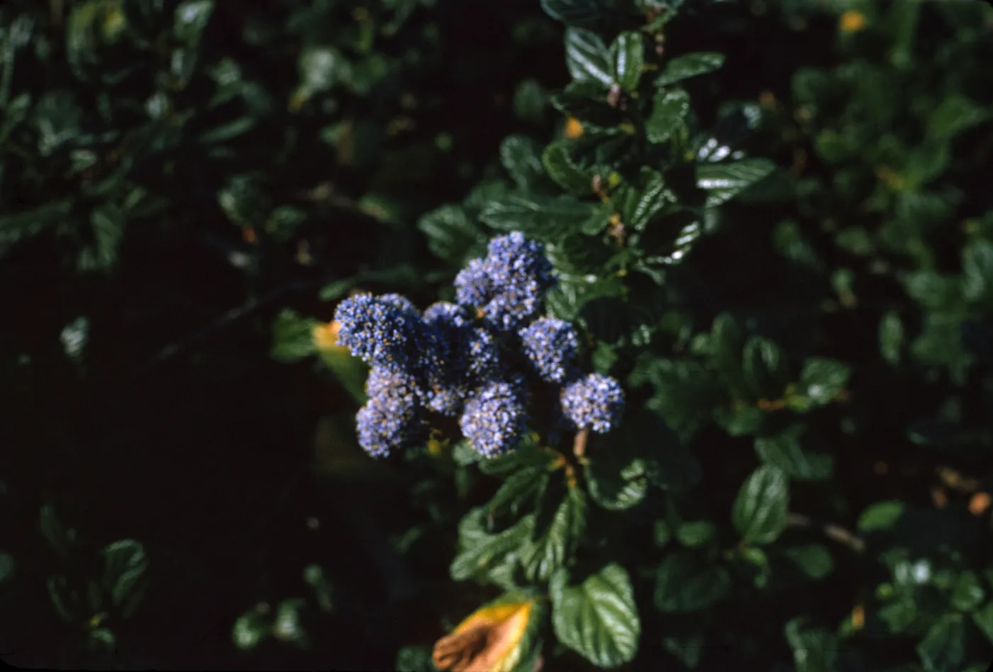 Ceanothus (California Lilac)