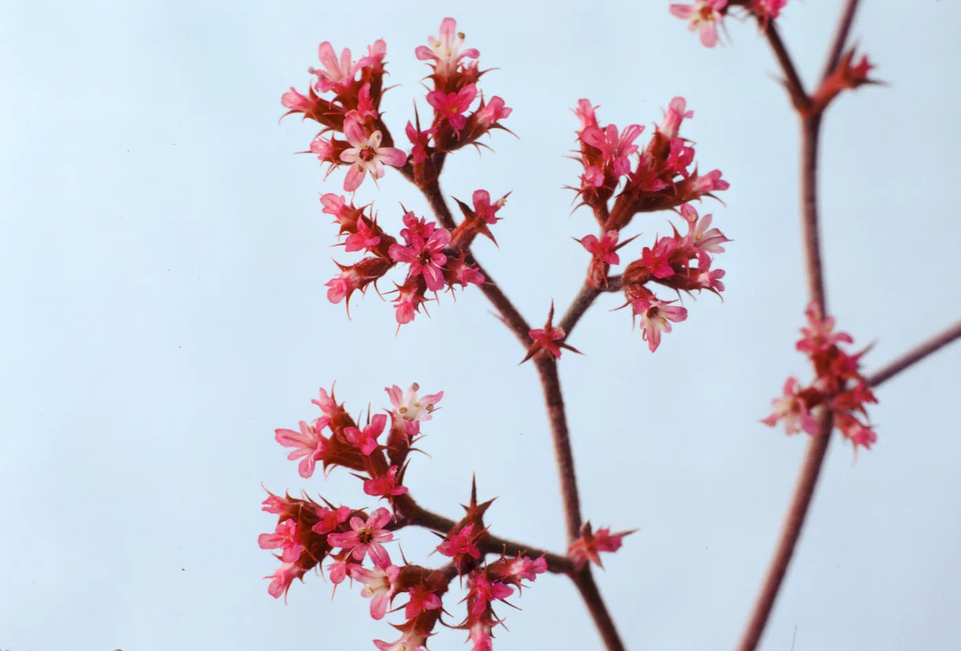 Chorizanthe staticoides
