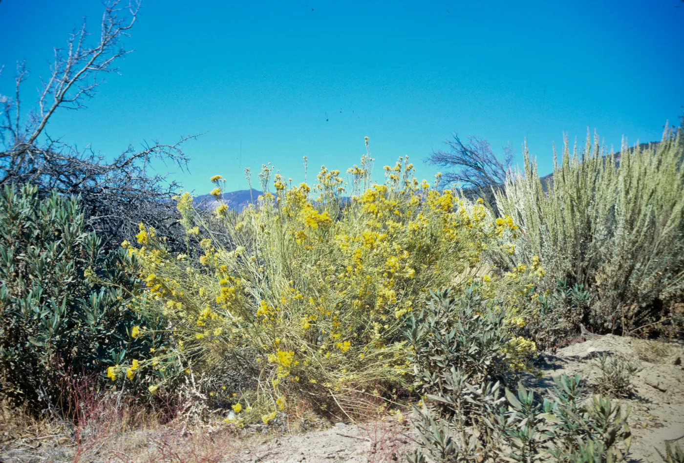 Chrysothamnus nauseosus ssp. mohavensis
