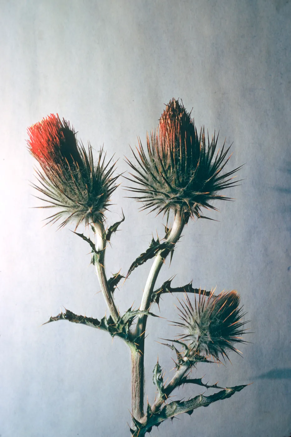 Cirsium occidentale
