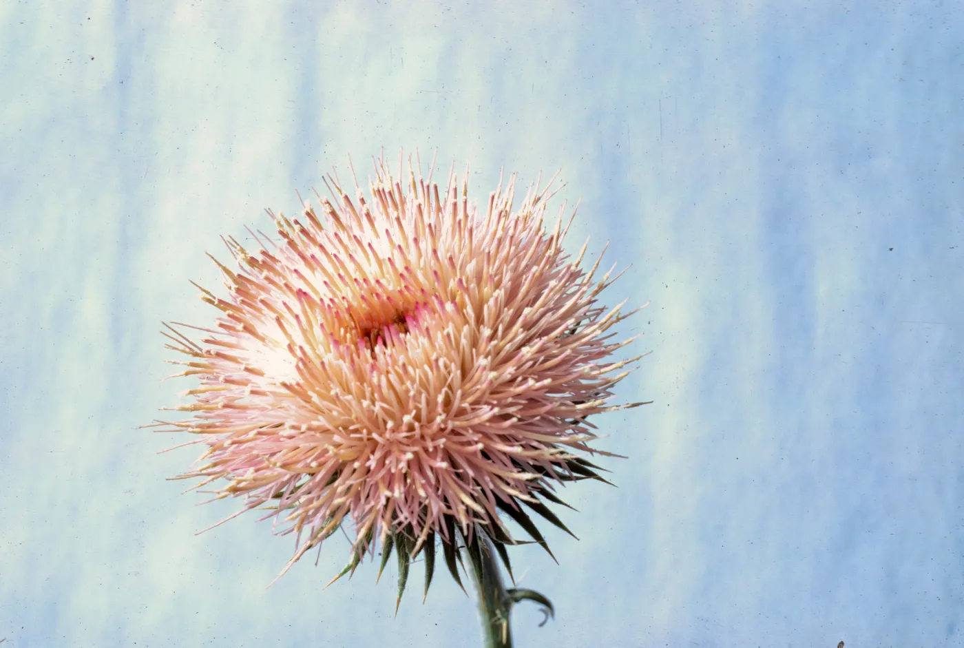 Cirsium californicum