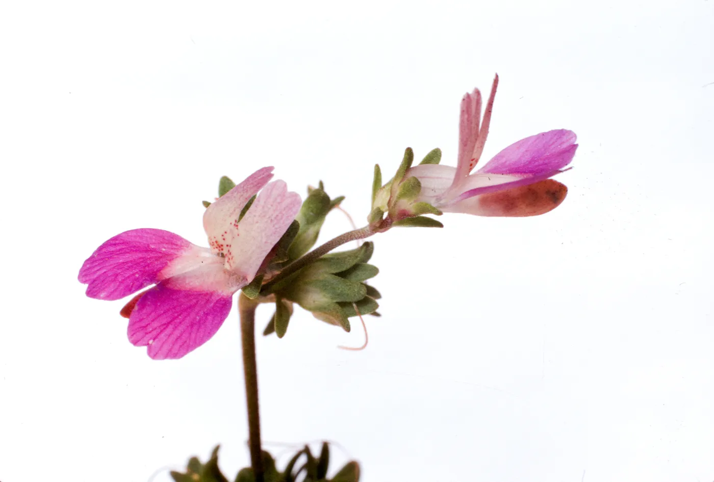 Collinsia bartsiifolia