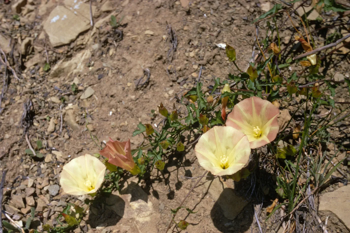 Convolvulus cyclostegius