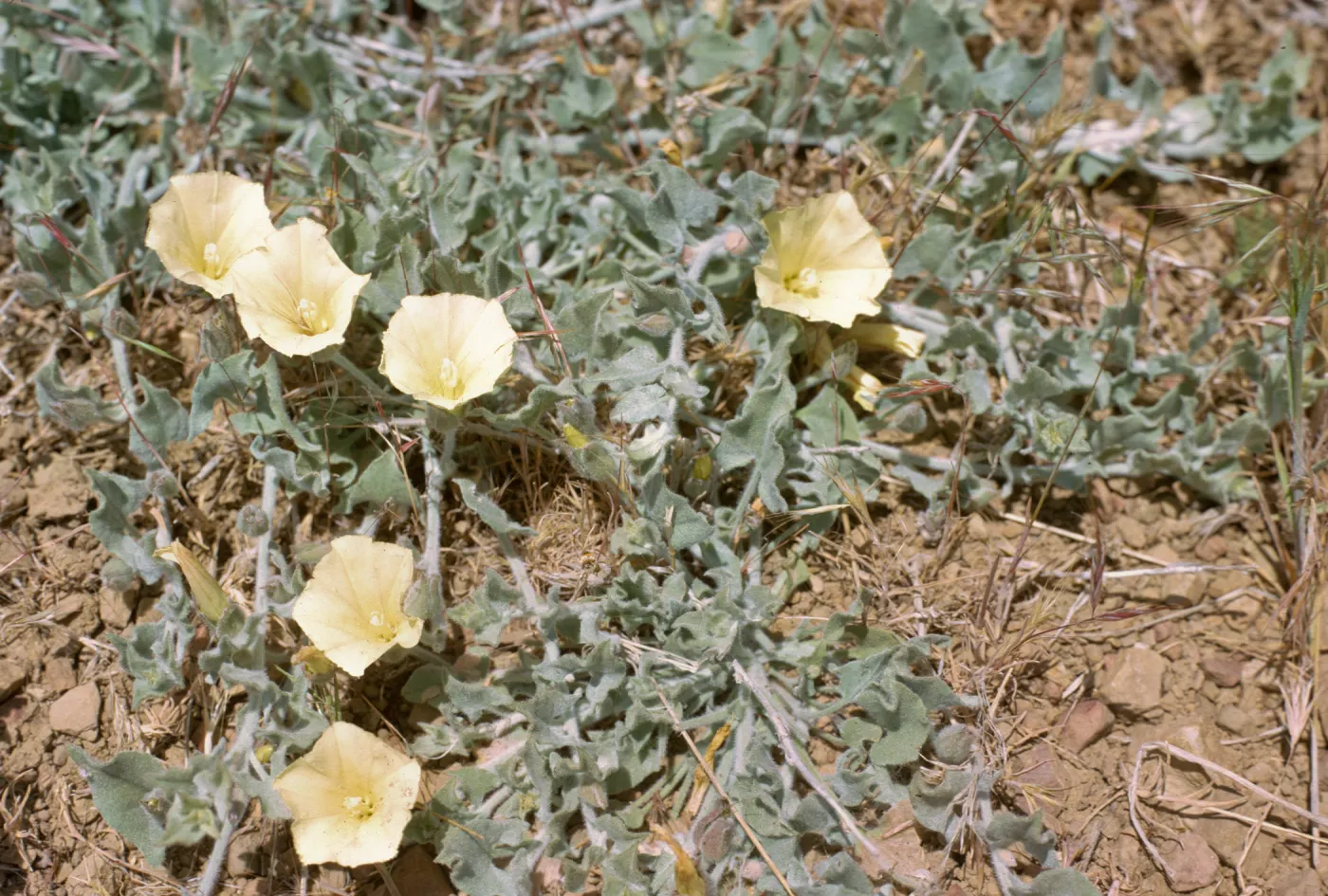 Convolvulus malacophyllus ssp. pedicellatus