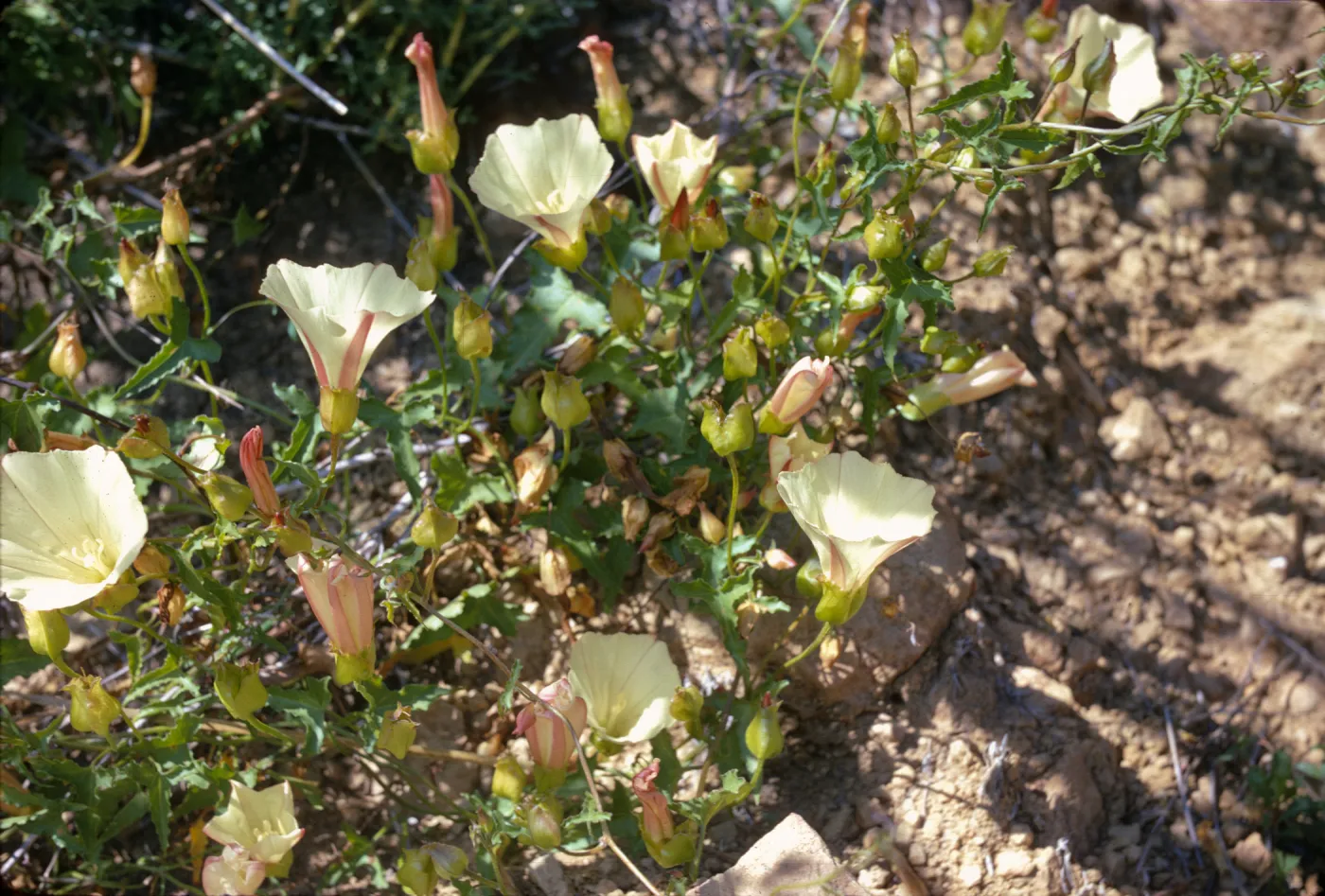 Convolvulus cyclostegius