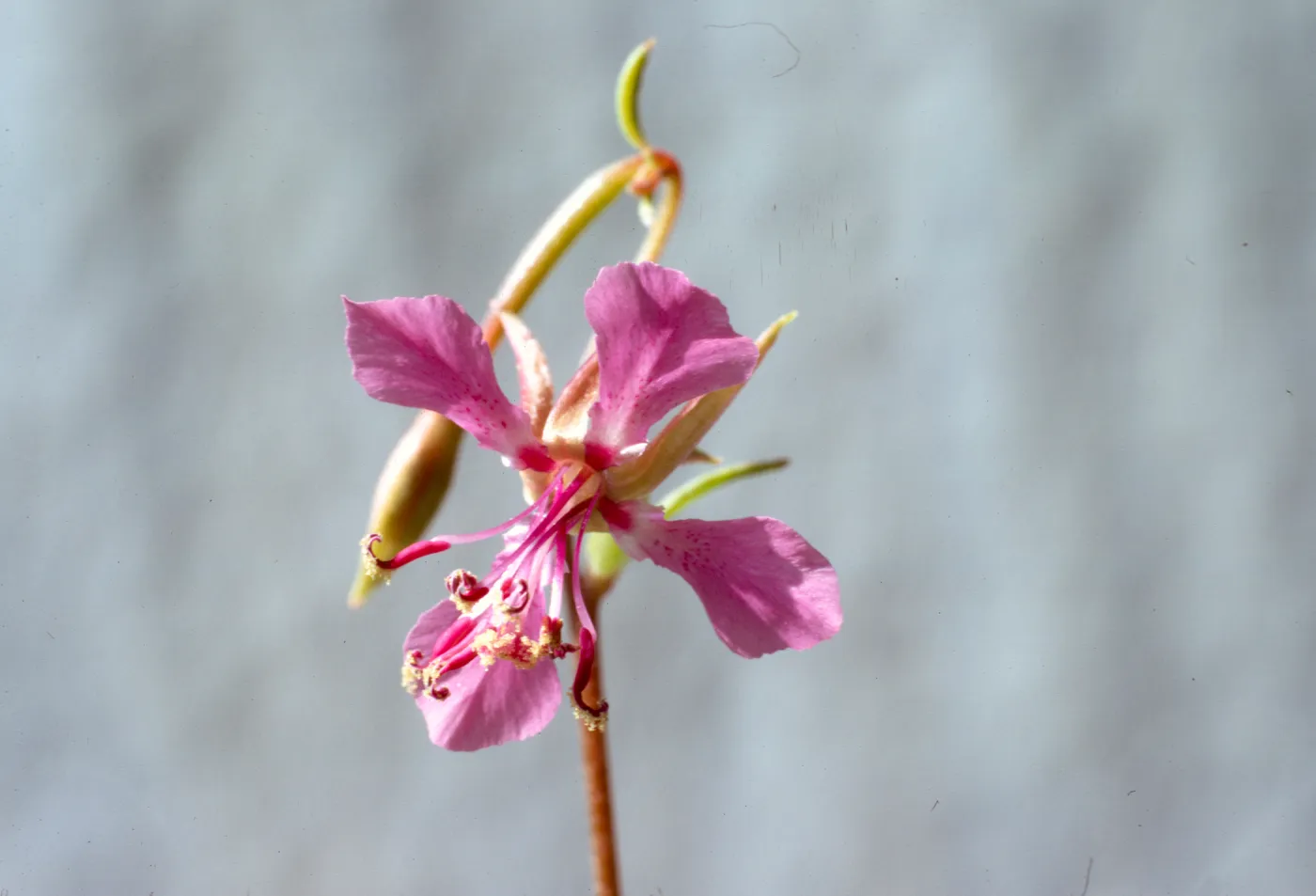 Clarkia rhomboidea