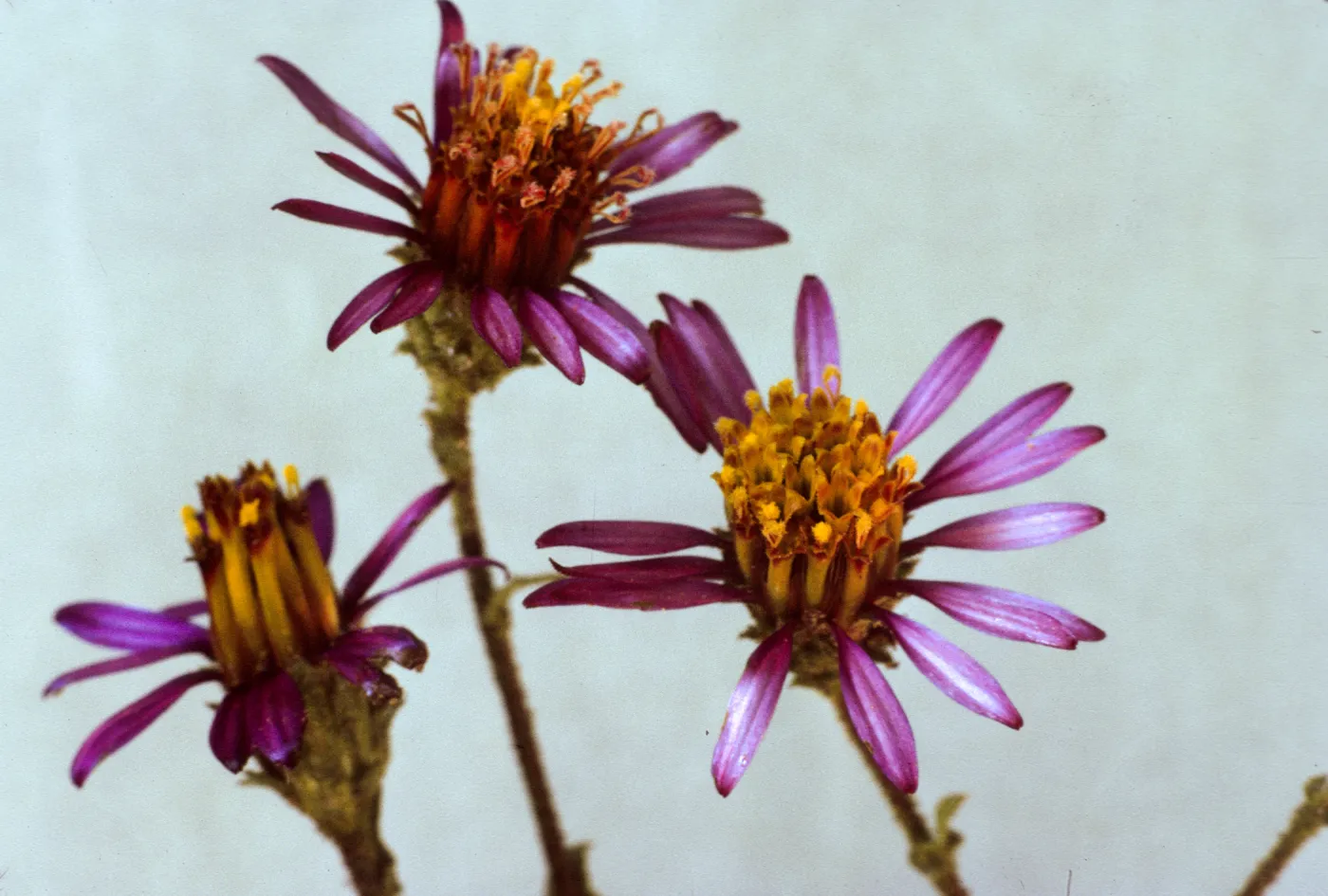 Corethrogyne filaginifolia var. brevicula