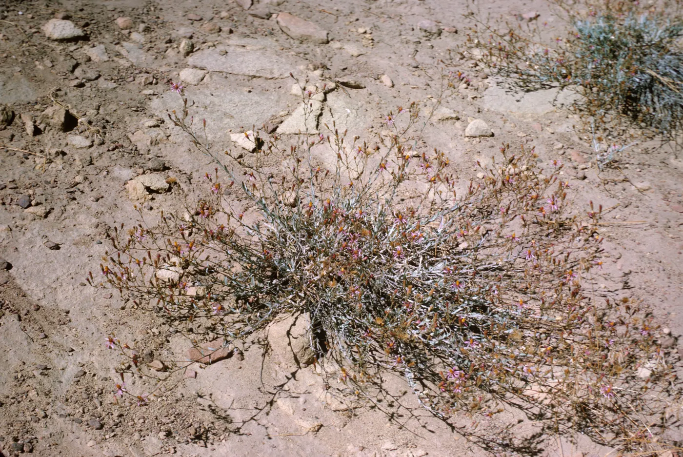 Corethrogyne filaginifolia var. brevicula