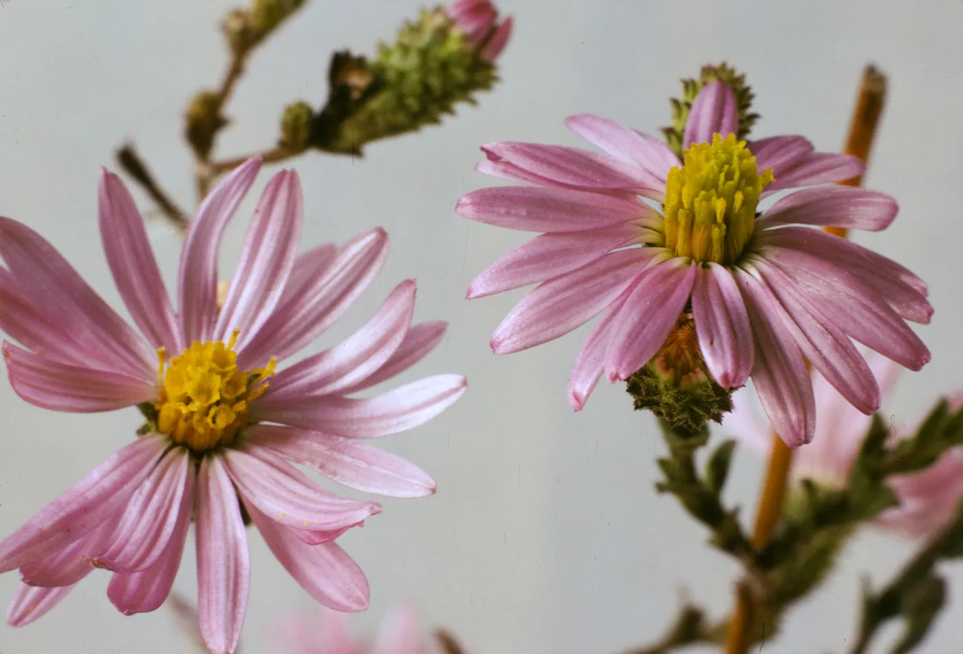 Corethrogyne filaginifolia var. virgata