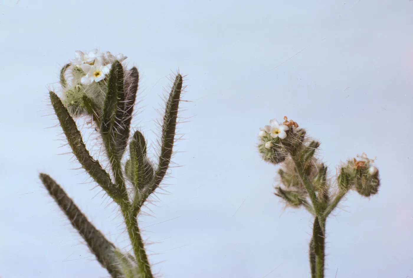 Cryptantha clevelandii 