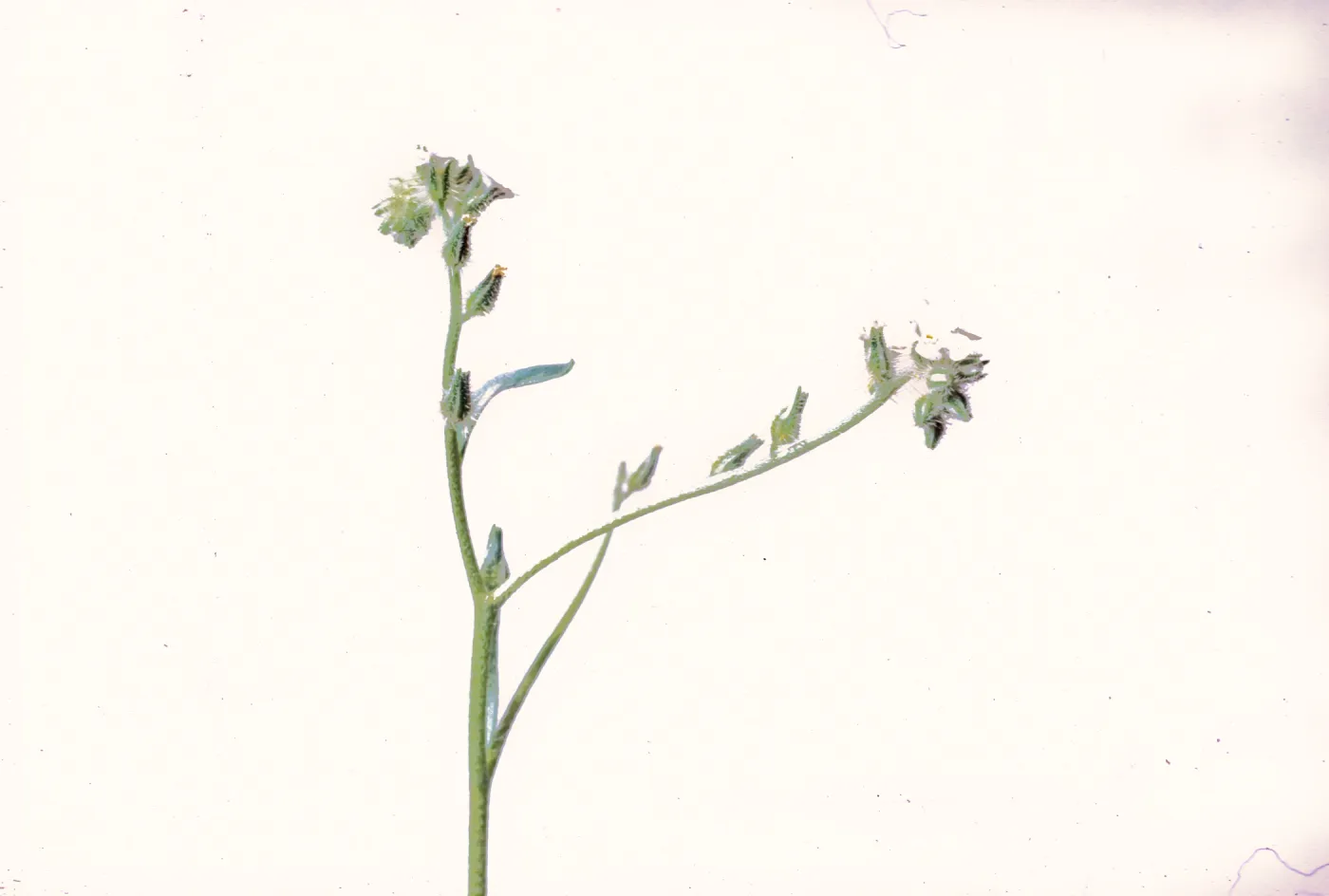 Cryptantha 'rigida'
