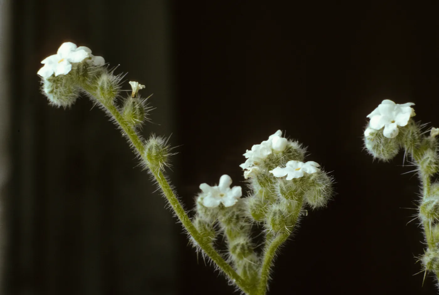Cryptantha muricata