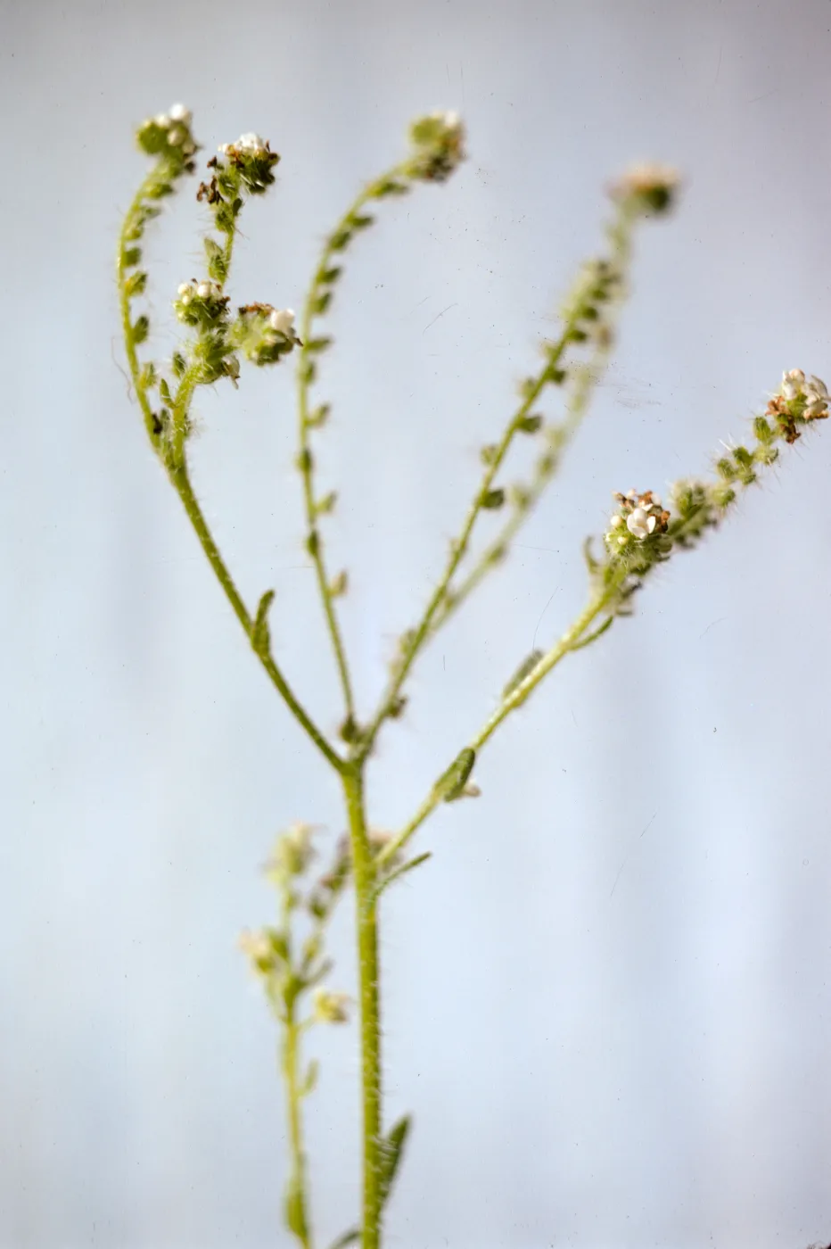 Cryptantha muricata, small flowers