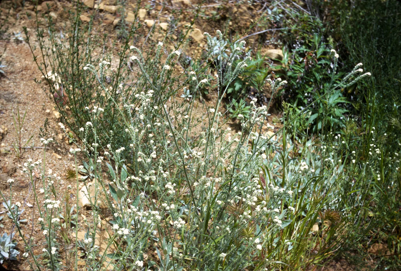 Cryptantha muricata