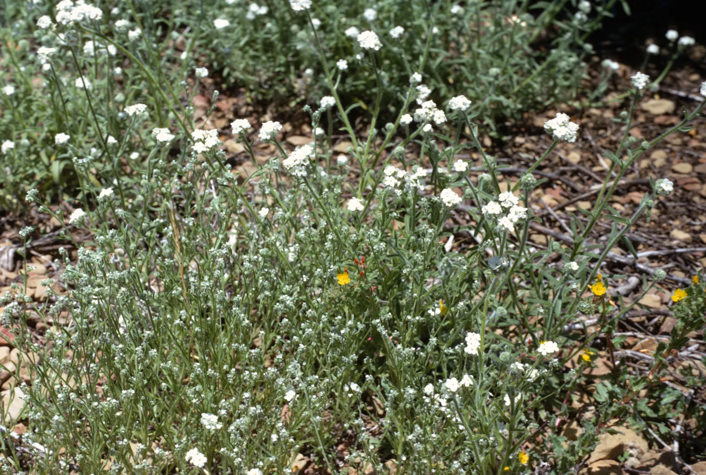 Cryptantha muricata, Cryptantha nemaclada, Cryptantha intermedia 'rigida'