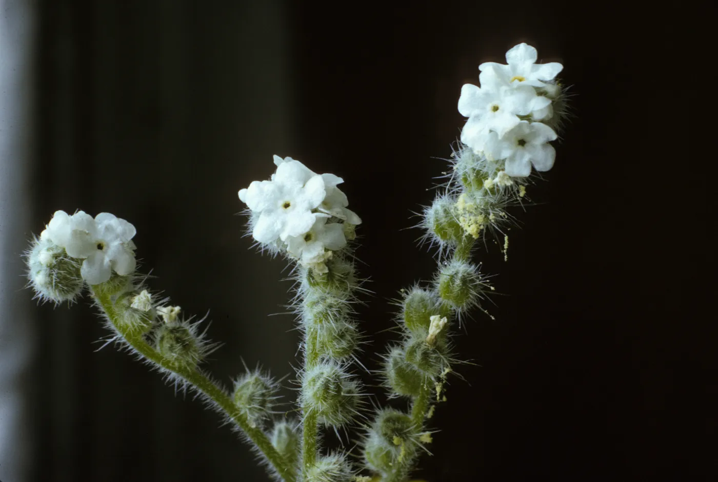Cryptantha muricata