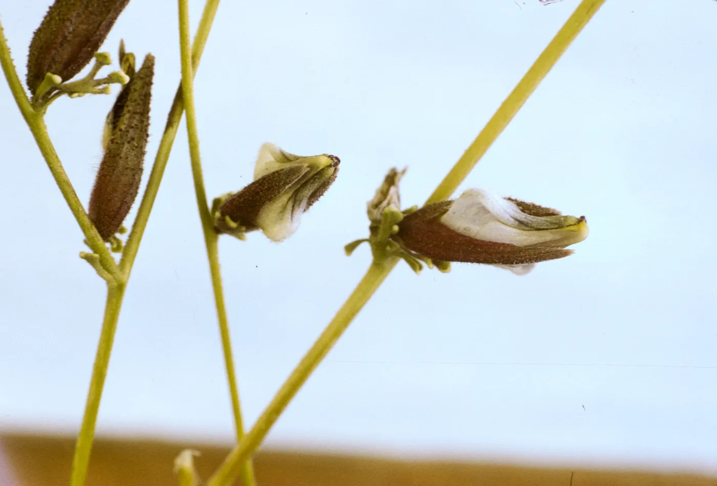 Cordylanthus nevinii 