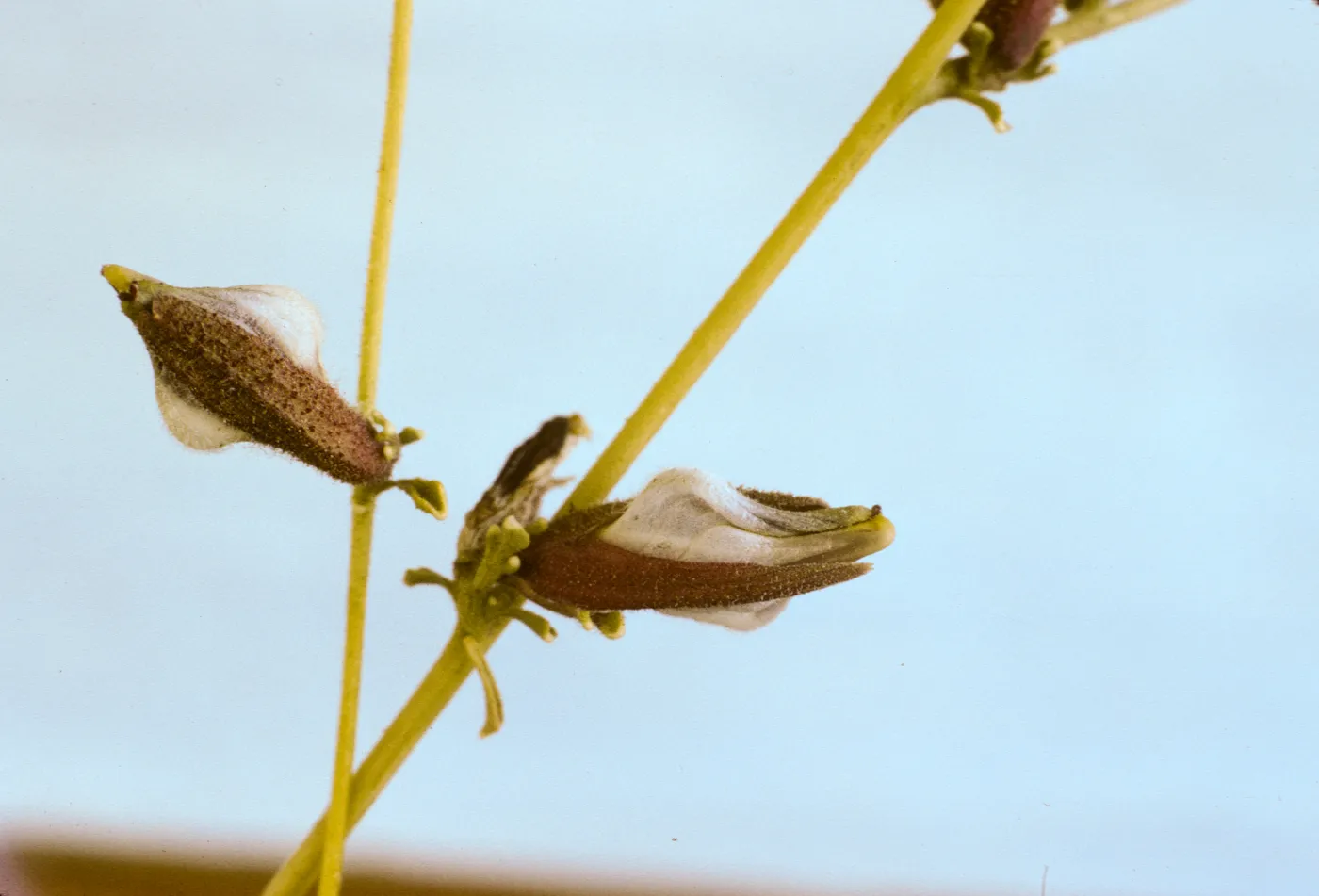 Cordylanthus nevinii 