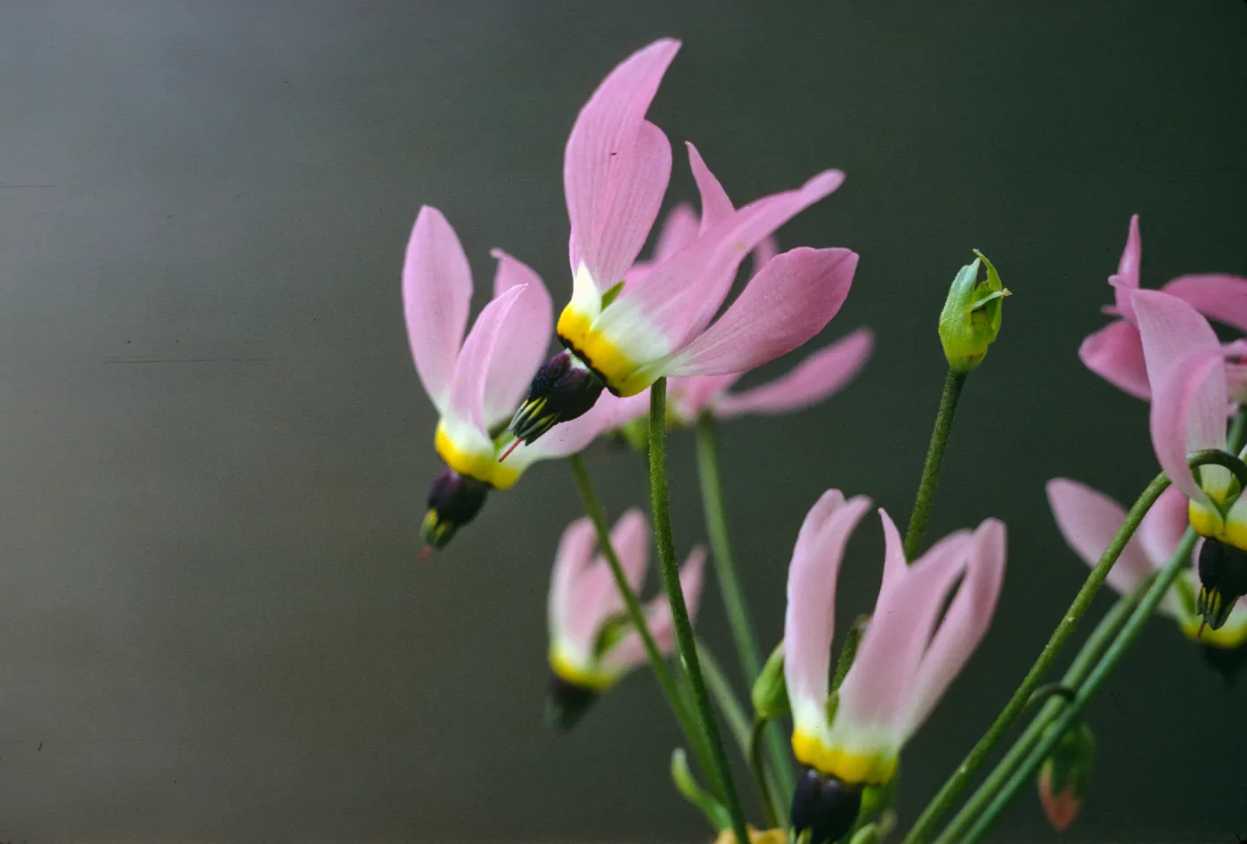 Dodecatheon clevelandii ssp. insulare