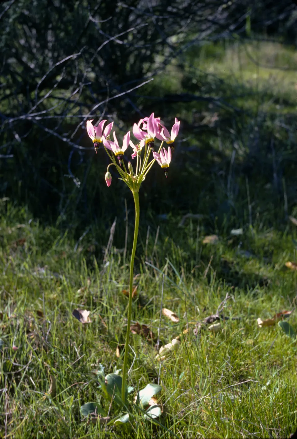 Dodecatheon clevelandii ssp. insulare