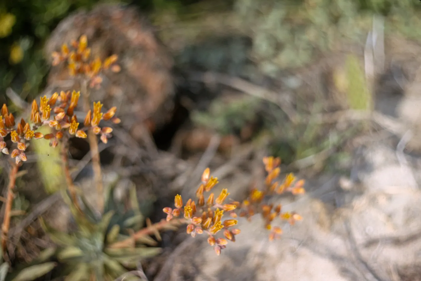 Dudleya (liveforevers)