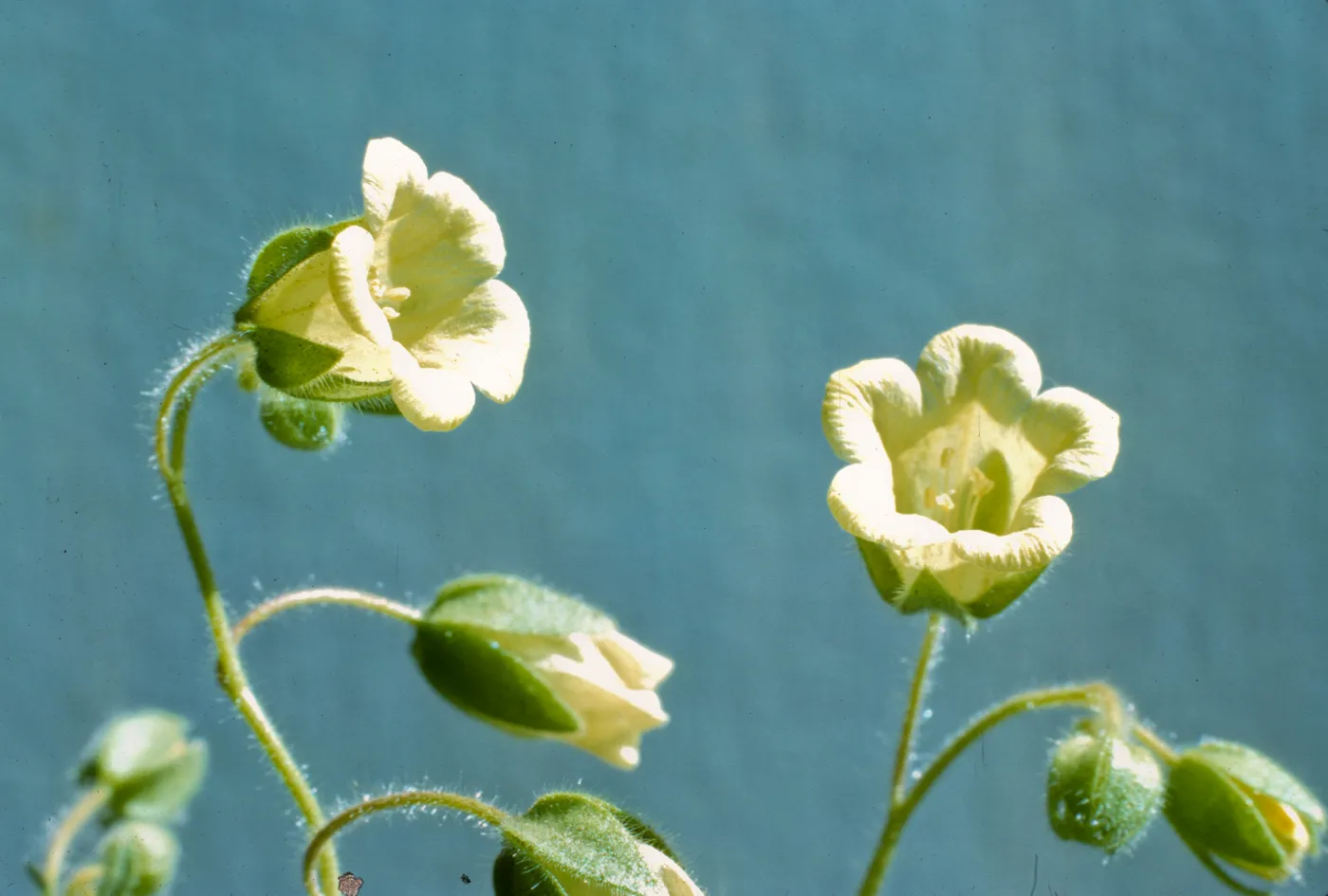Emmenanthe penduliflora 