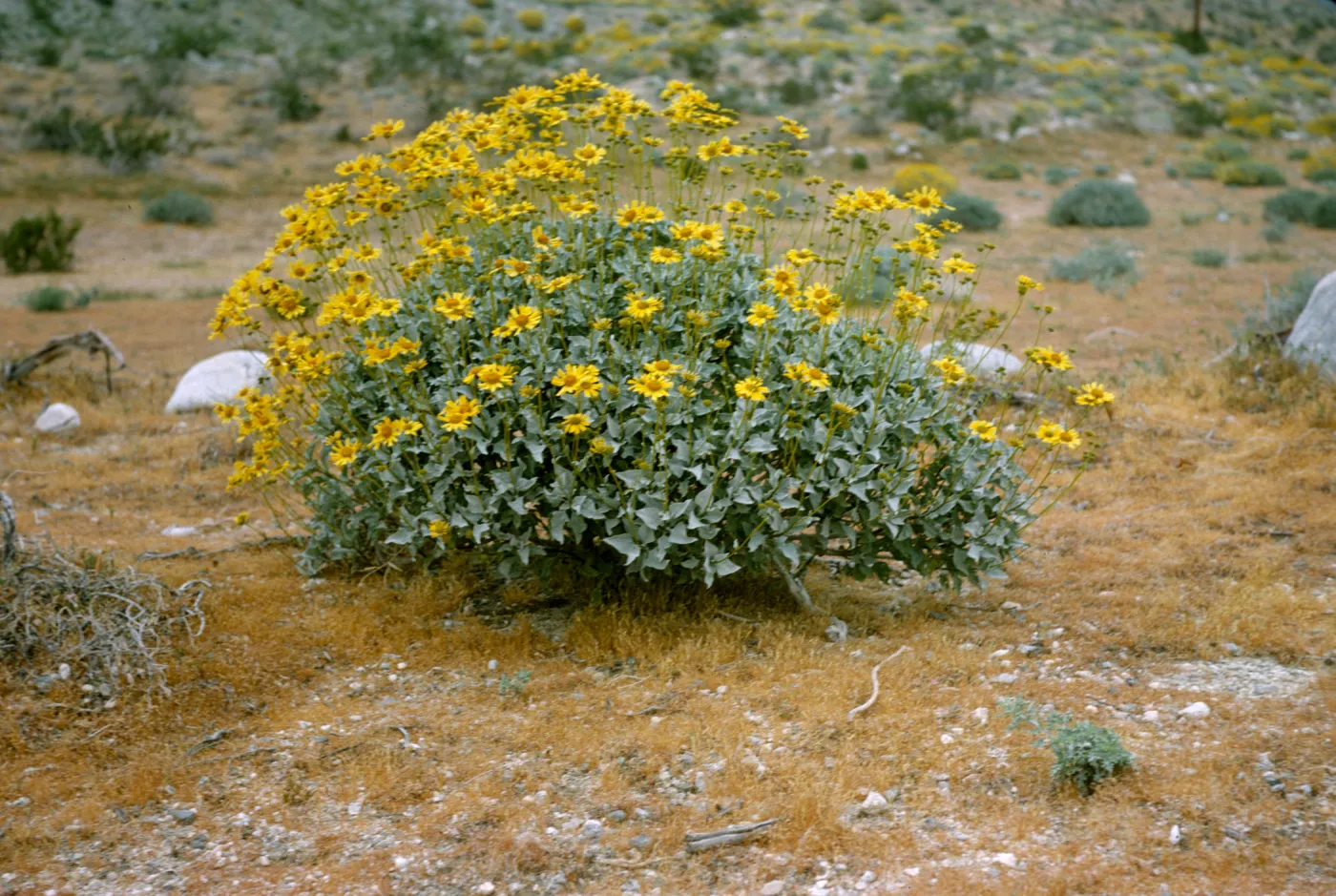 Encelia farinosa, Coloradoe Desert, Arizona
